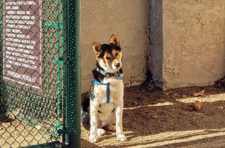 A black sesame Shiba Inu sitting near the gate