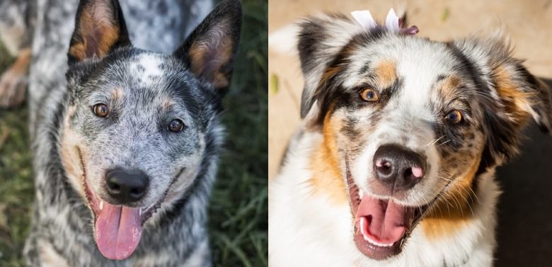 The gorgeous Blue Heeler and Australian Shepherd dog