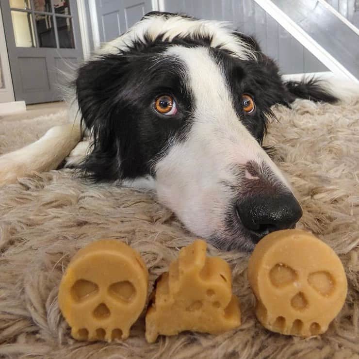 A Border Collie with treats