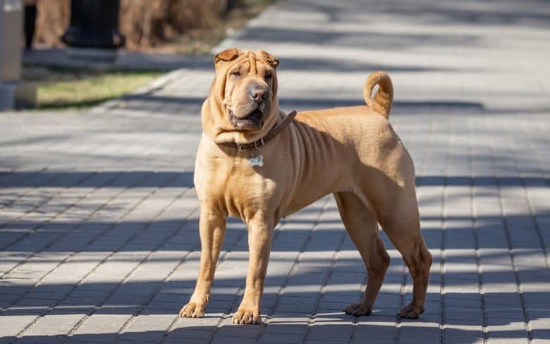 Shar pei store dog puppy price