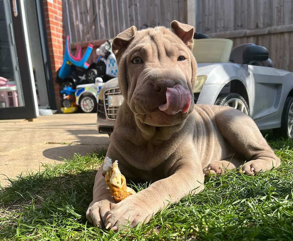 A Chinese Shar Pei eating treats outdoor