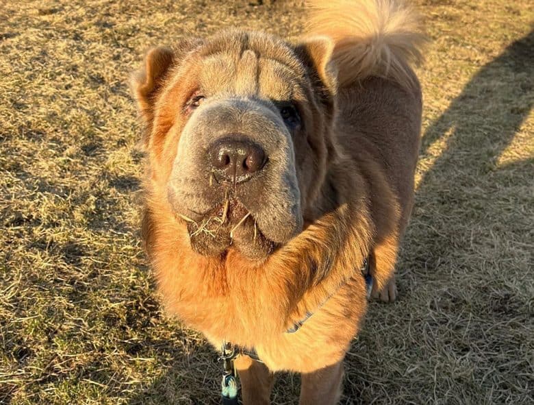 A Chinese Shar Pei dog on a morning walk