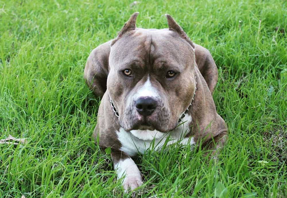 A Classic American Bully staring seriously