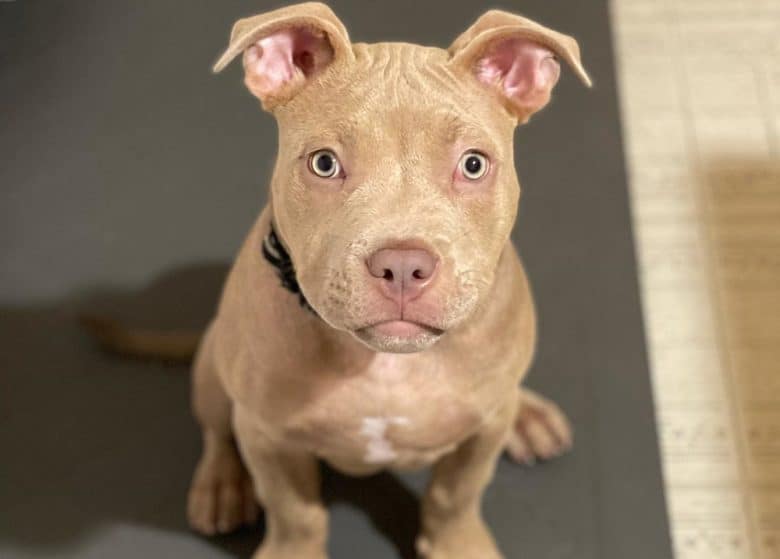 Close-up portrait of a young American Bully dog
