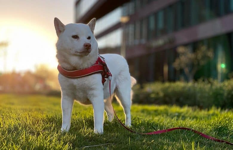 A cream Shiba Inu during the morning walk