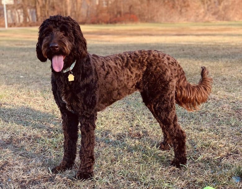 F1 labradoodle best sale haircuts
