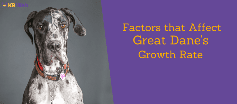 Factors that affect Great Dane's growth rate