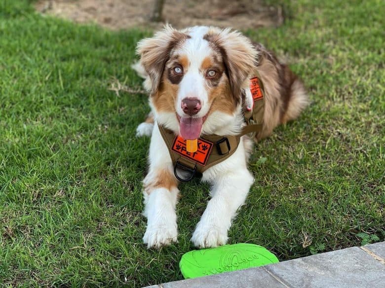 A five-month-old Australian Shepherd puppy