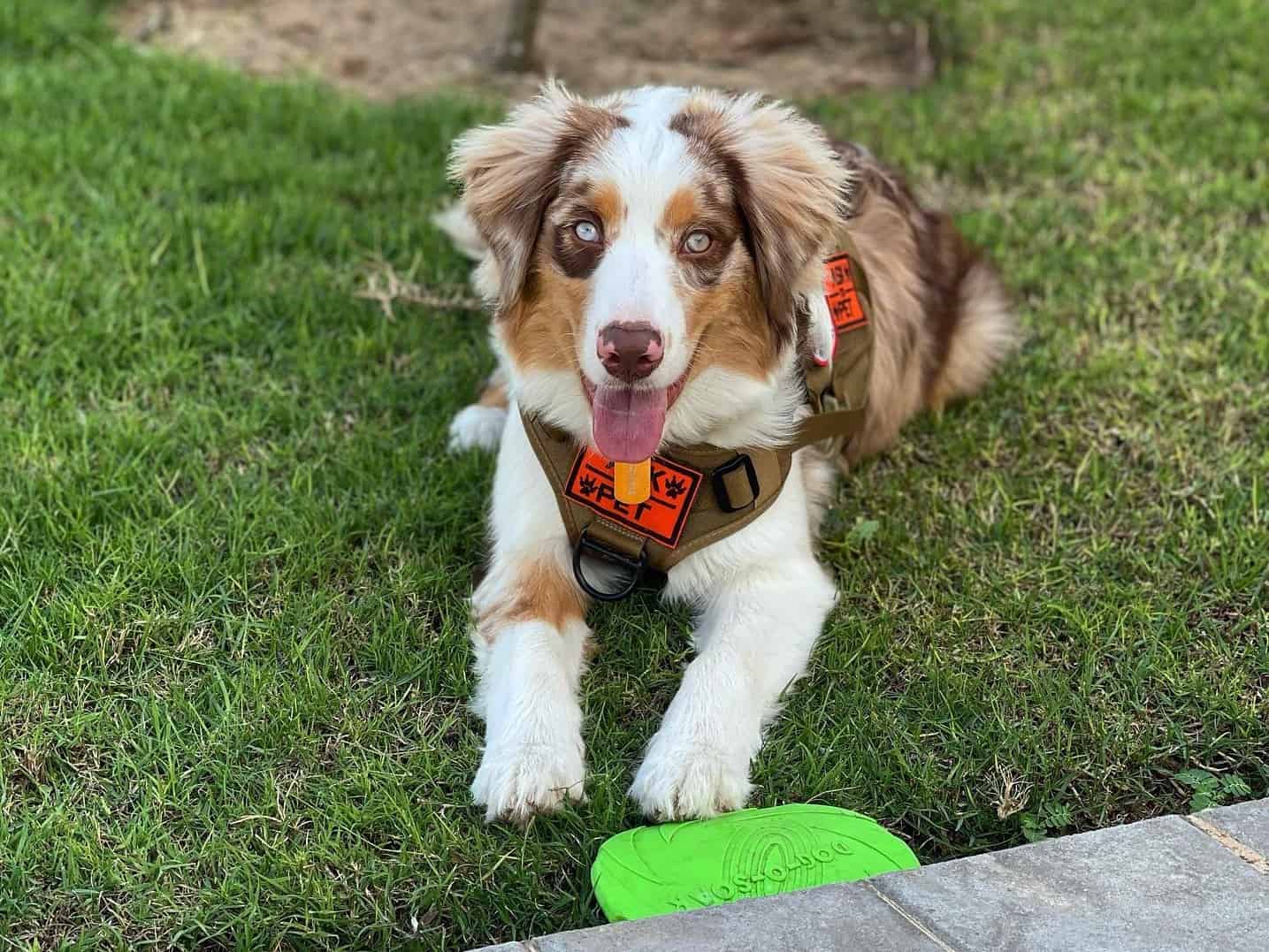 Australian Shepherd Growth Chart (Standard & Mini Aussie) The