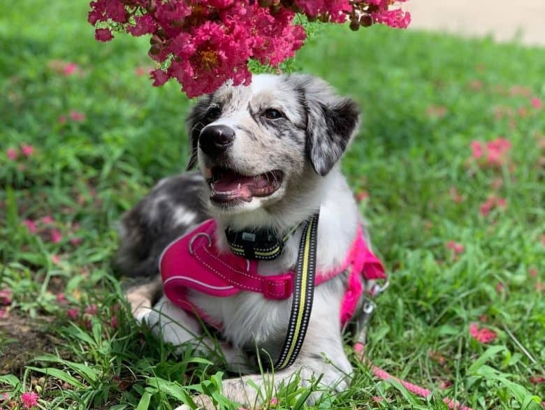 A four-month-old Australian Shepherd puppy