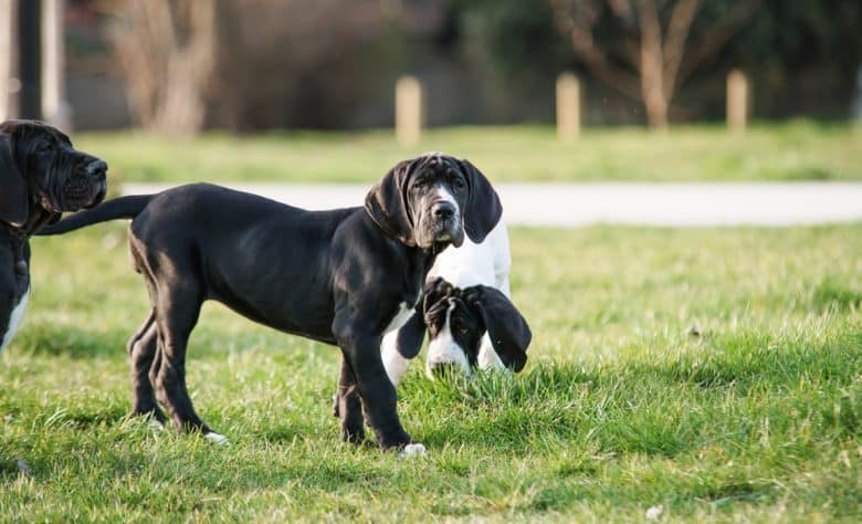 Three Great Dane dogs hanging out together