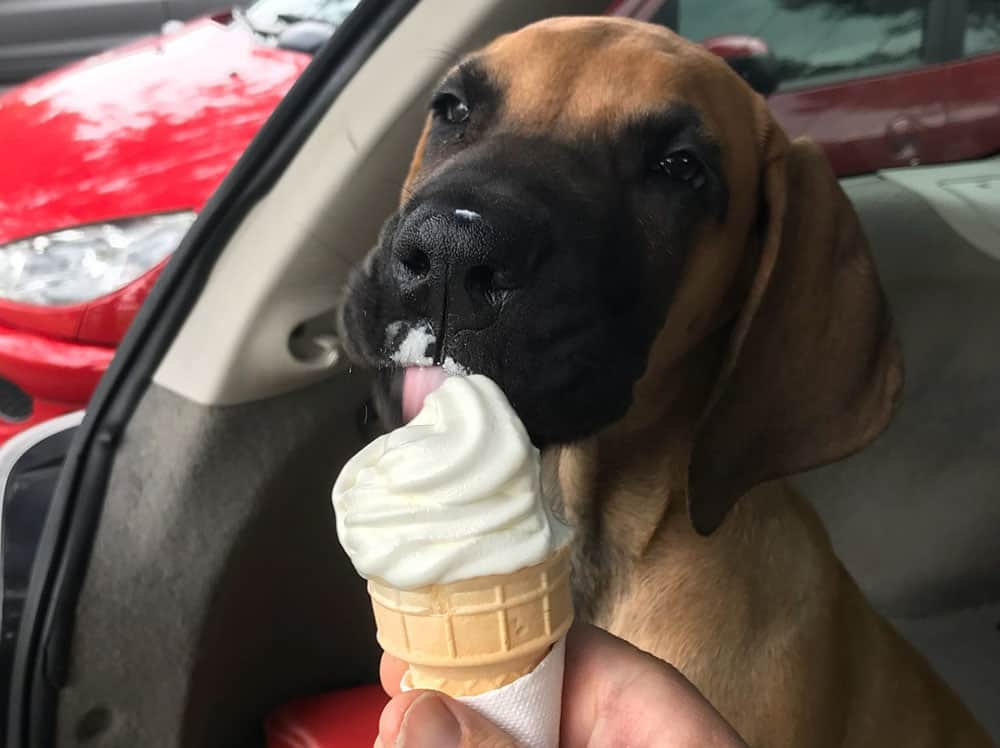 A Great Dane eating ice cream