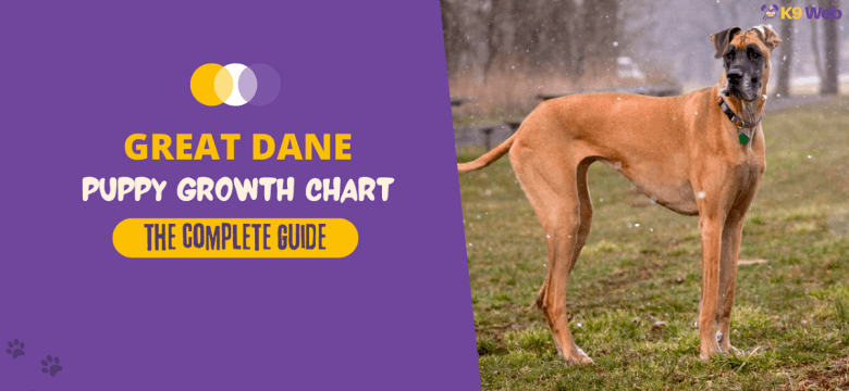Great Dane Growth Chart Guide
