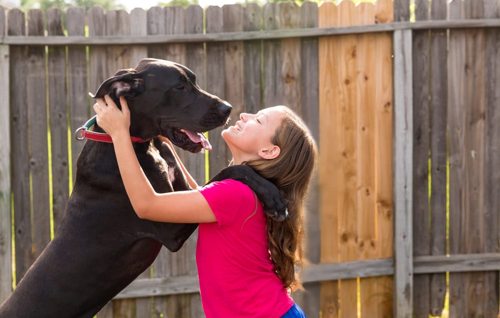 A Great Dane dog hanging out with the kid girl