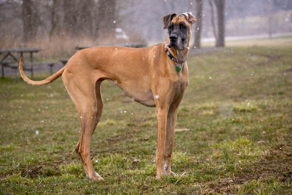 A Great Dane dog standing in a field with snow storm