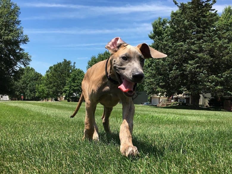 Funny Great Dane walking on the grass