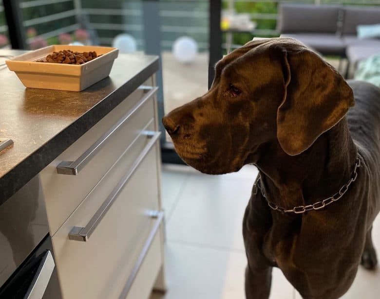 Hungry Great Dane smells the kibble food