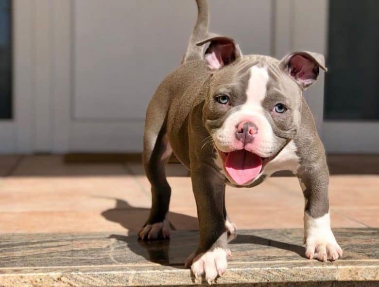A jolly American Bully Xtreme dog