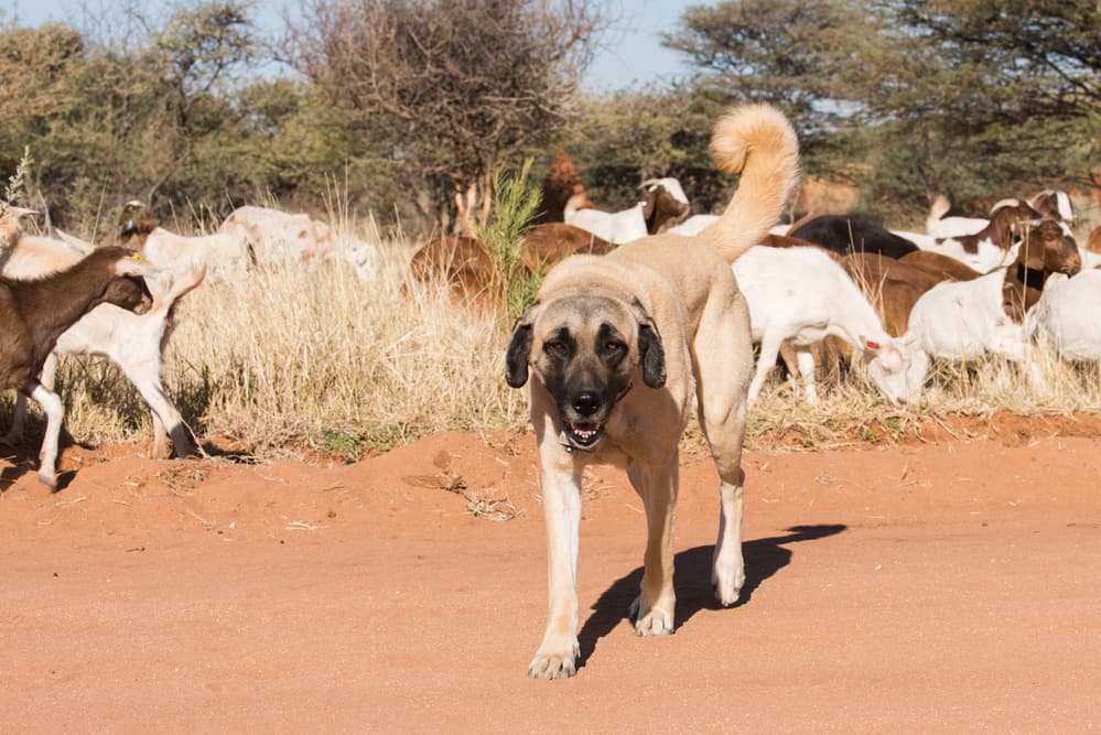 A Kangal dog serve as a herding dog