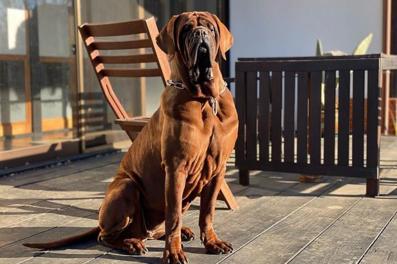A Korean Mastiff sitting on the porch