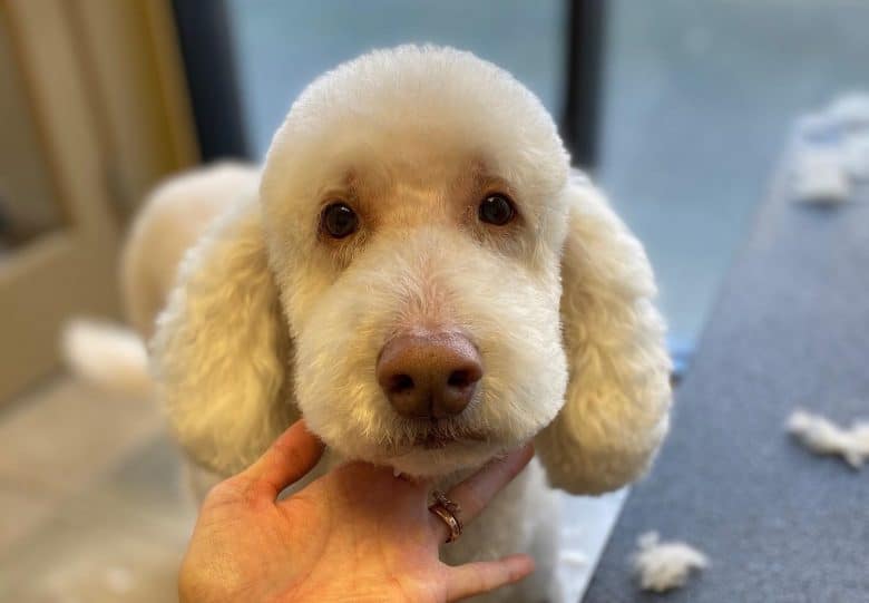 A Labradoodle whose face is styled