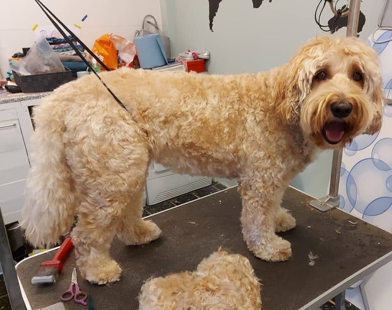 A Labradoodle who just got a haircut