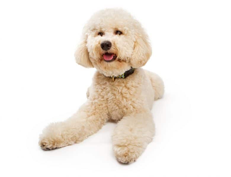 A golden colored Labradoodle