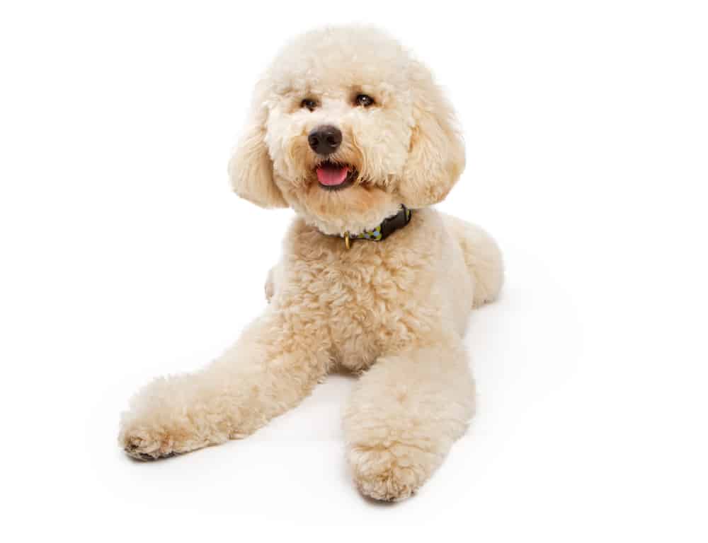 A golden colored Labradoodle