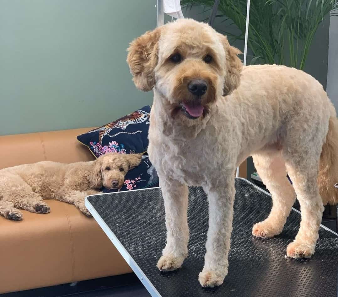 9 Labradoodle Haircuts Which Hairstyle is Best for Your Pet? K9 