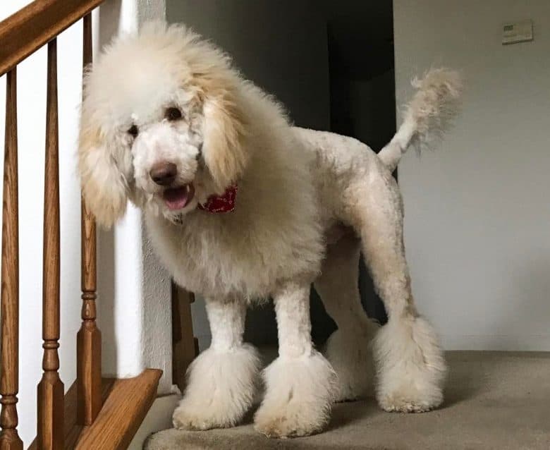 Labradoodle with a lion cut