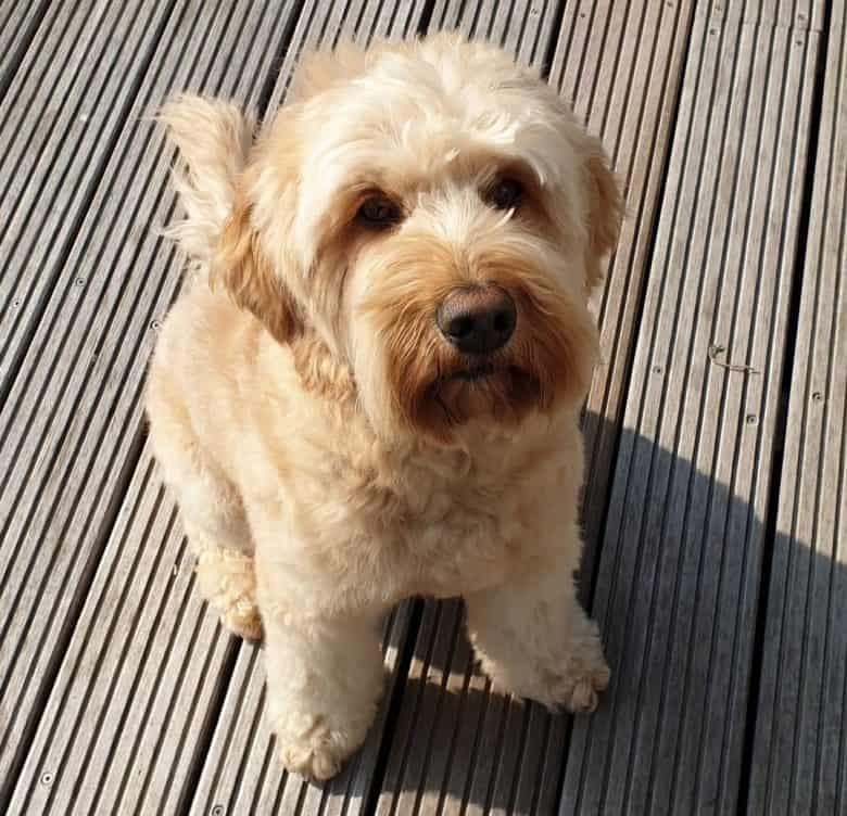 Labradoodle with a long haircut or long clip