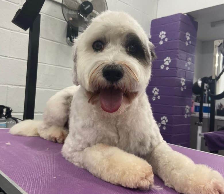 A Labradoodle on a grooming table