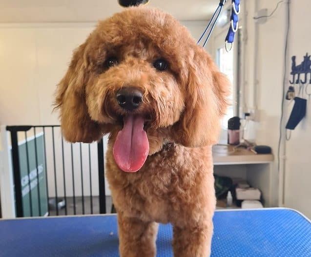 Labradoodle with a puppy cut