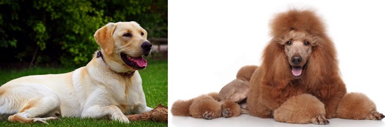 A Labrador Retriever and a Standard Poodle