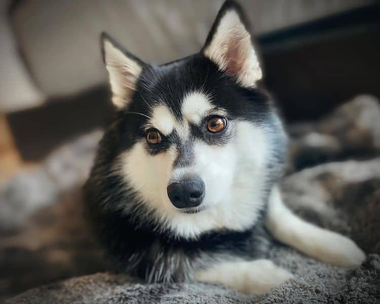 A Mini Husky or Alaskan Klee Kai
