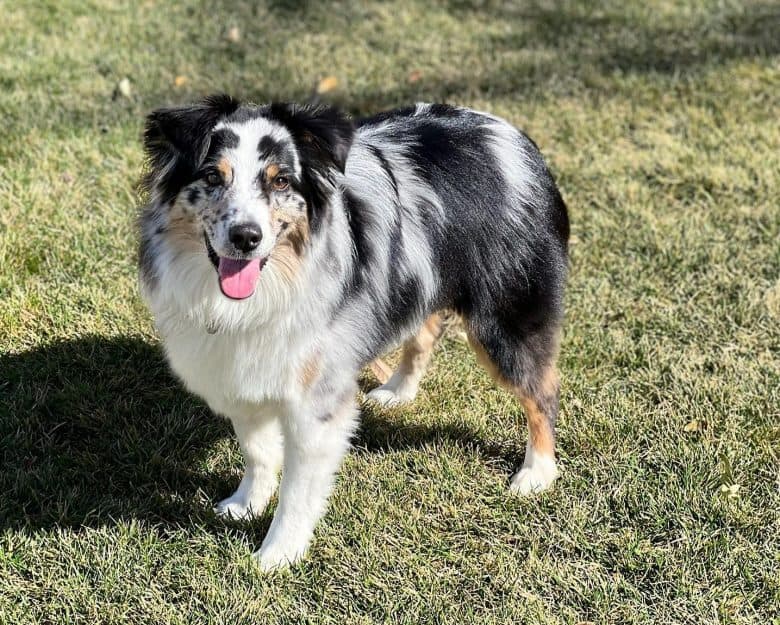 A Miniature American Shepherd dog