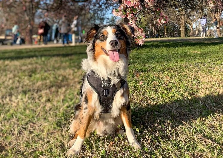 A Miniature Australian Shepherd