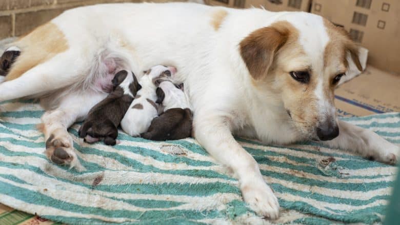 A dog breastfeeding her litter