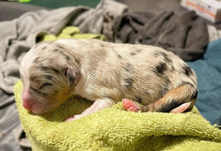 A newborn Australian Shepherd puppy
