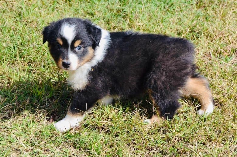 A one-month-old Australian Shepherd puppy