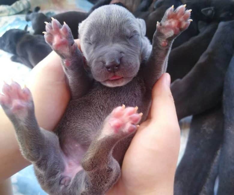 A one week old Great Dane puppy