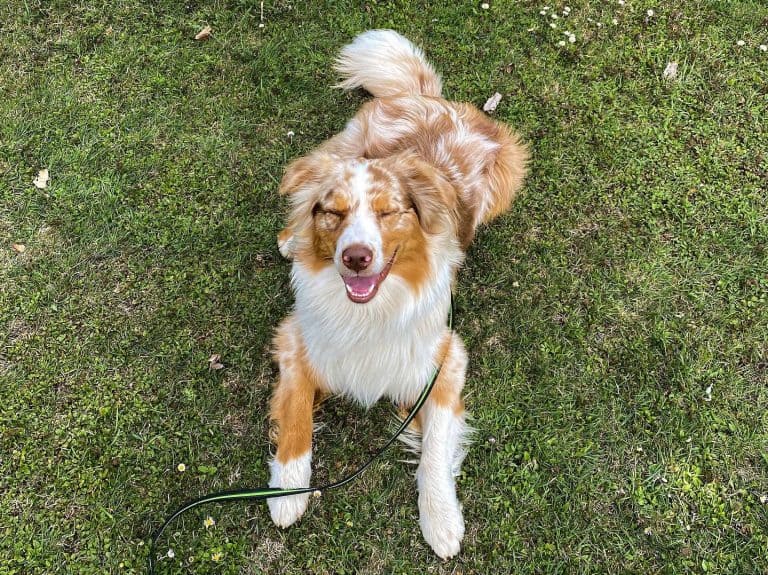 Australian Shepherd Growth Chart (Standard & Mini Aussie) The