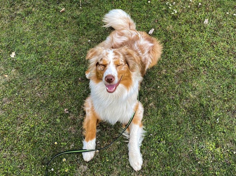 A one-year-old Australian Shepherd puppy