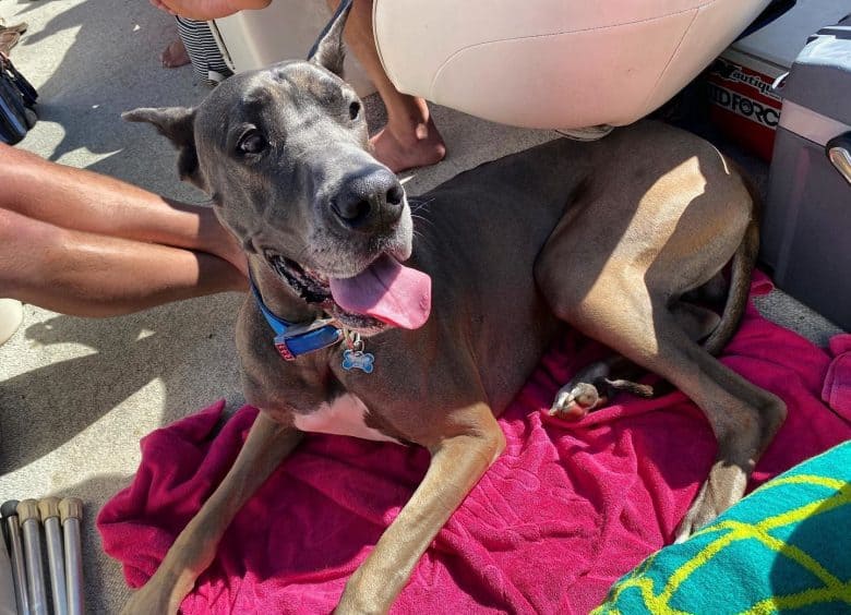 A one year old Great Dane on pontoon party