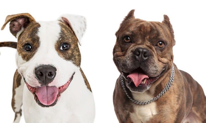 American Pit Bull Terrier and American Bully on white background
