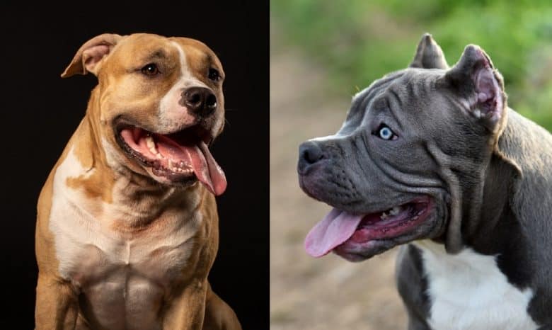 Smiling American Pit Bull Terrier and American Bully