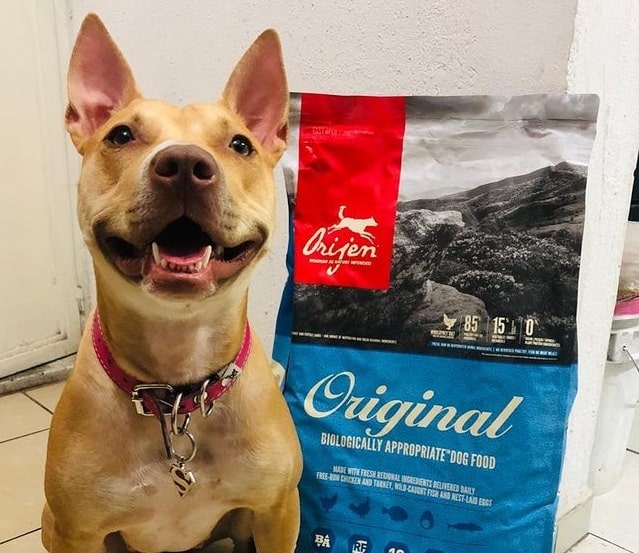 A Pitbull with her Orijen Original dog food