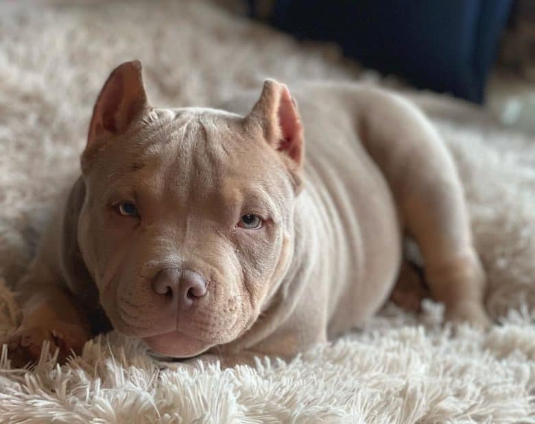 A Pocket American Bully laying on a comfy bed