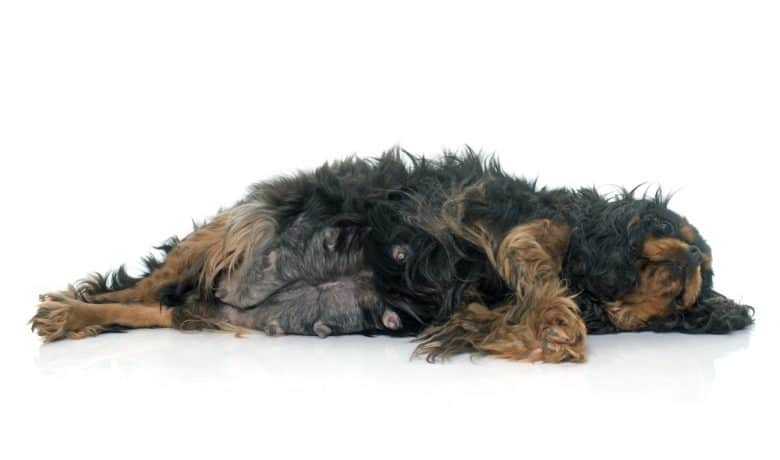 A pregnant Cavalier King Charles Spaniel lying down