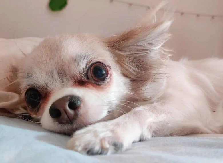 A pregnant Chihuahua lying down